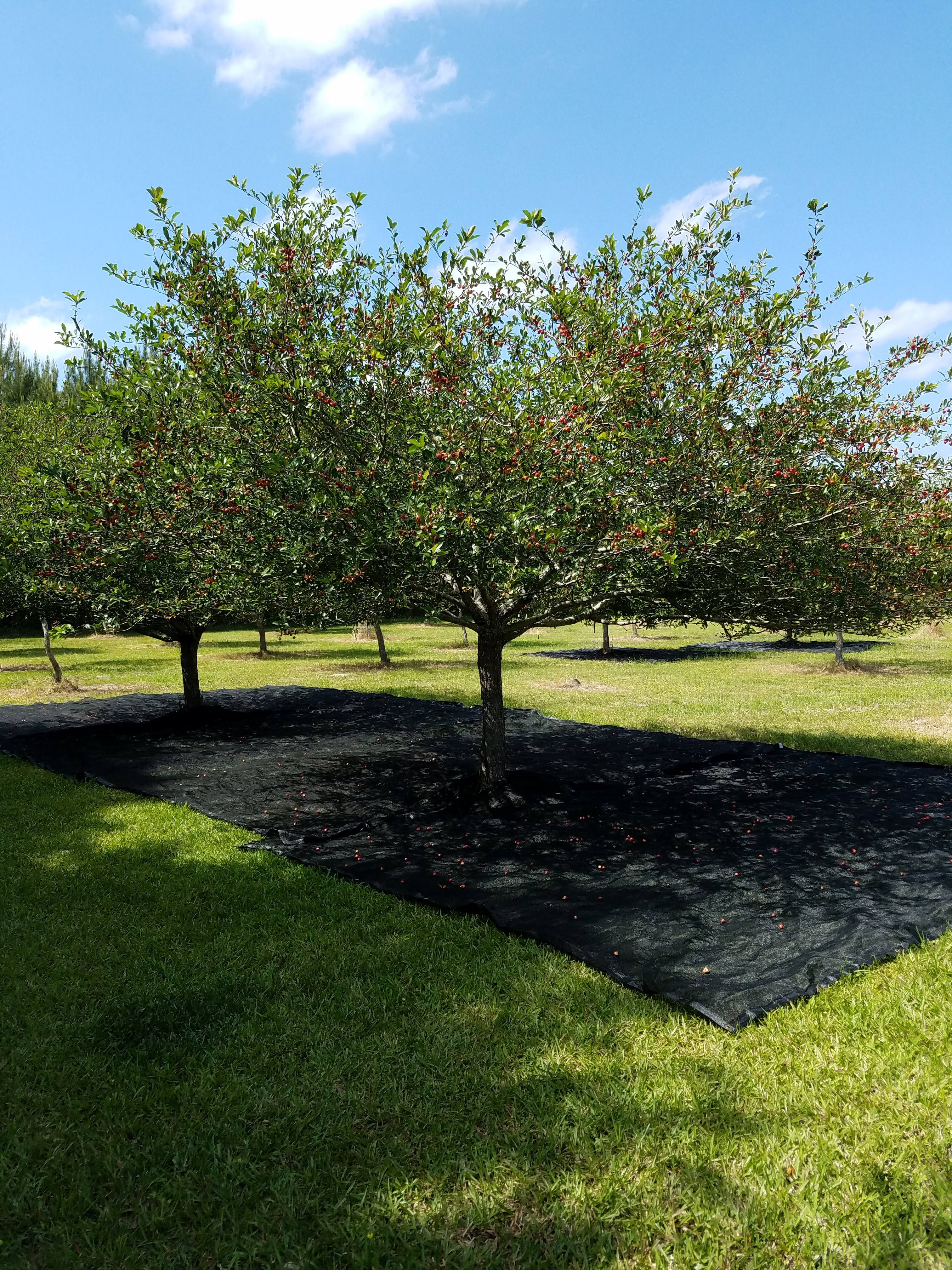Mayhaw - A Native Jewel